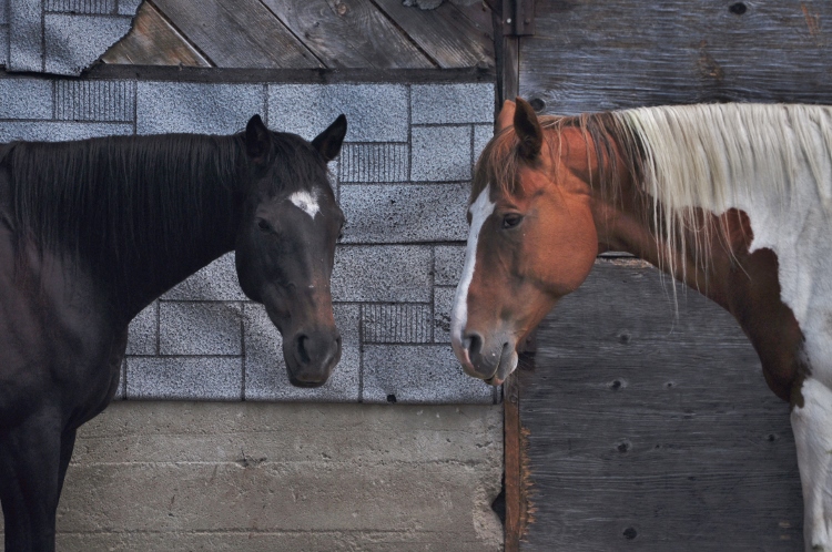 horses